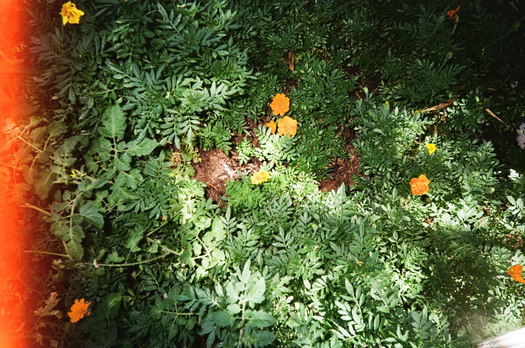 Orange flowers and green leaves with a wash of light