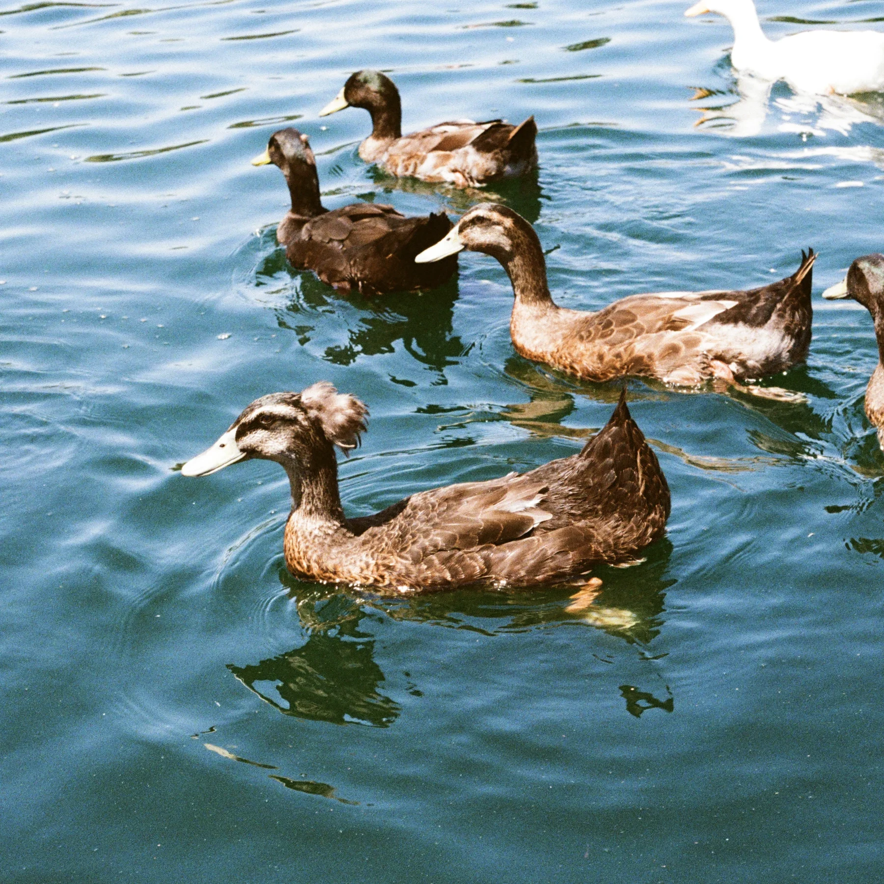 Ducks drifting across rippling blue water