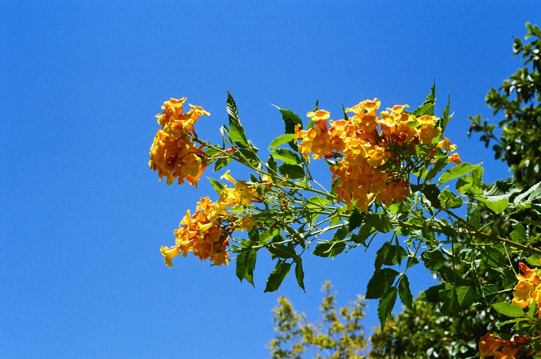 Yellow flowers against a clear blue sky
