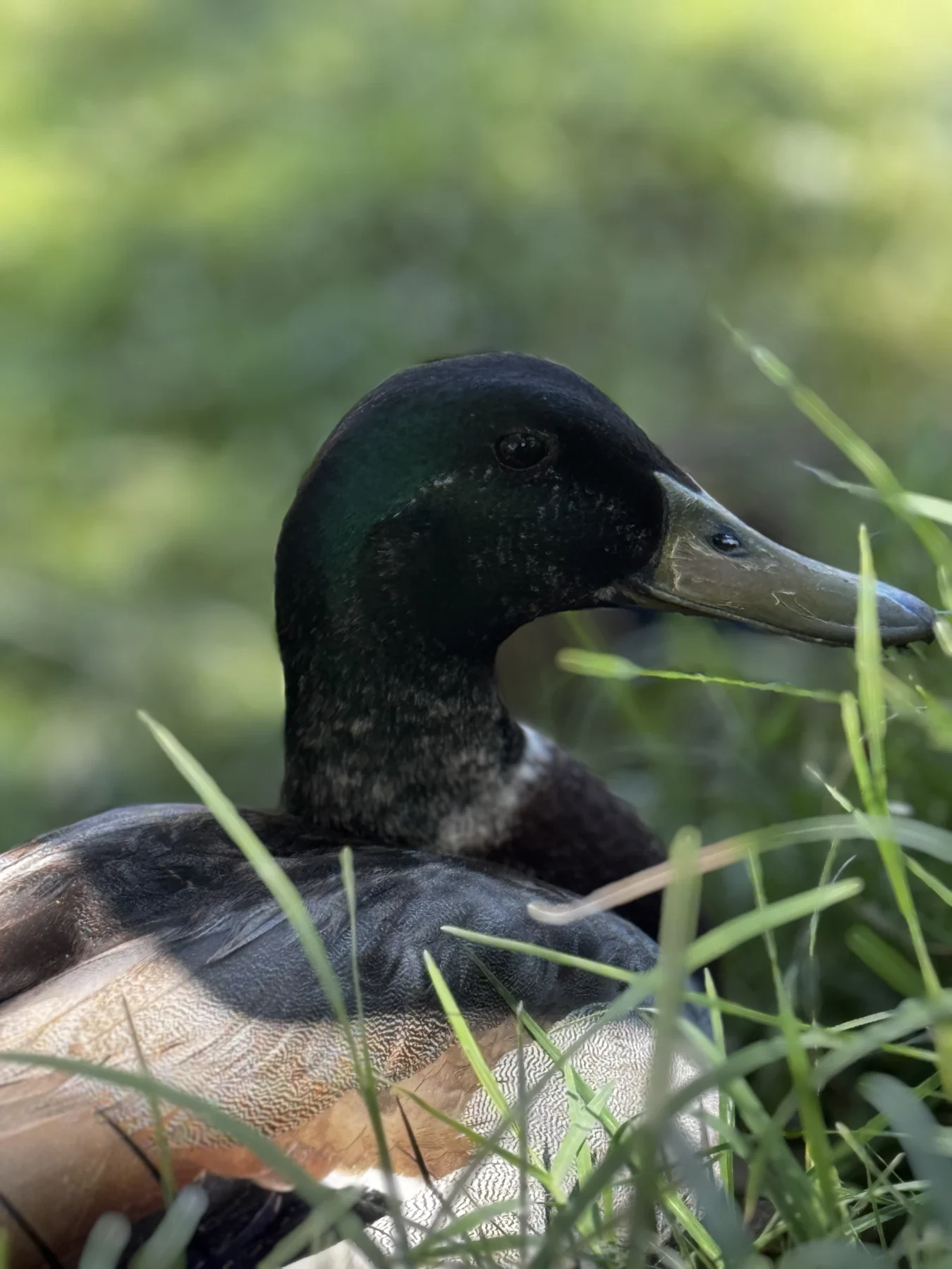 A duck resting among green grasses