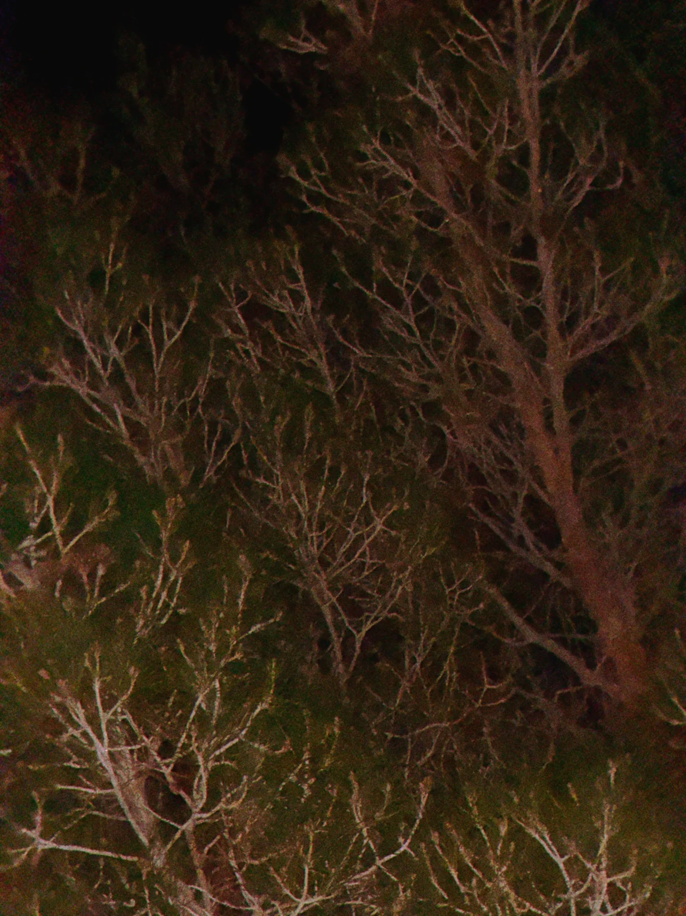 Bare branches illuminated in darkness