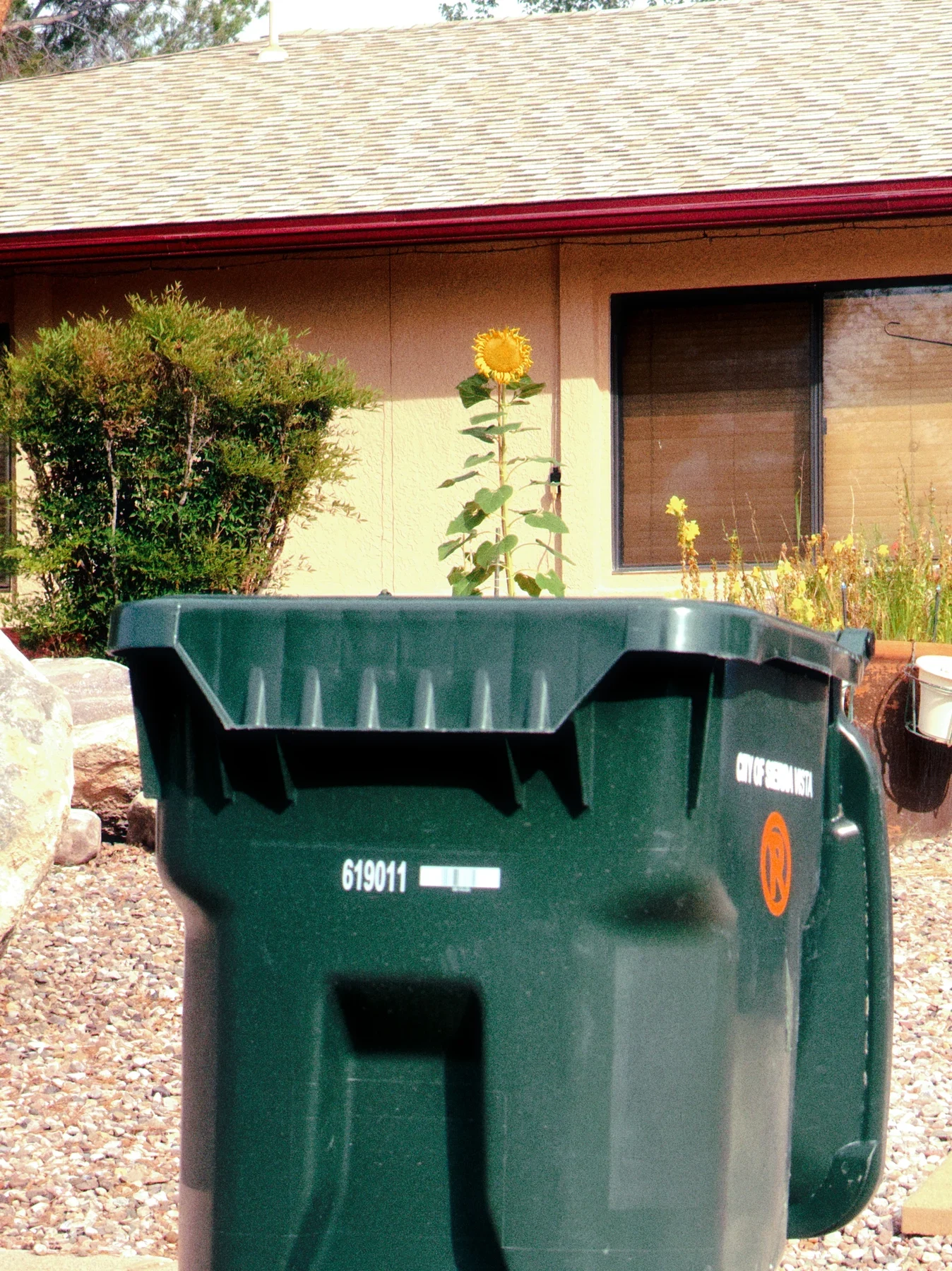 A green bin in sunlight outside a house