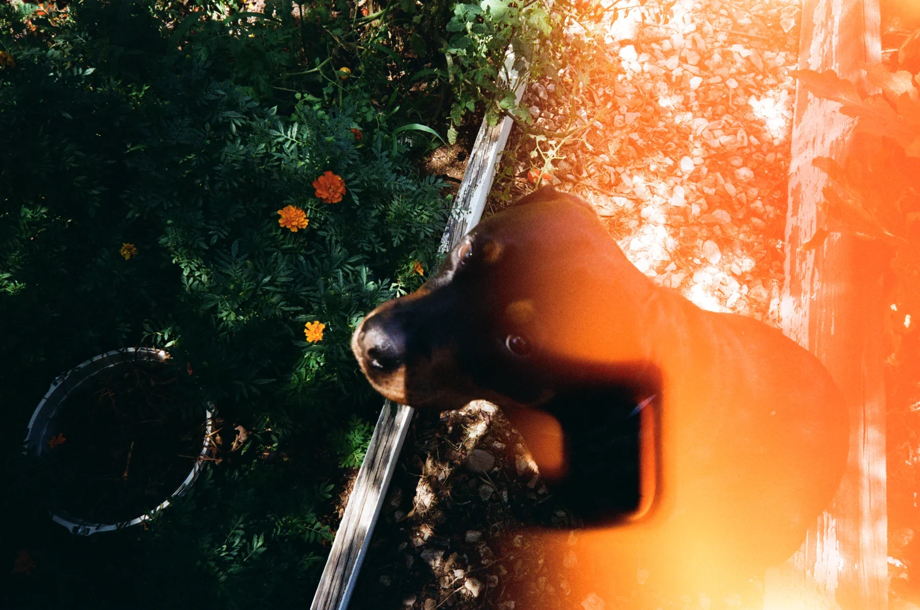 Guitar and foliage with a wash of orange light