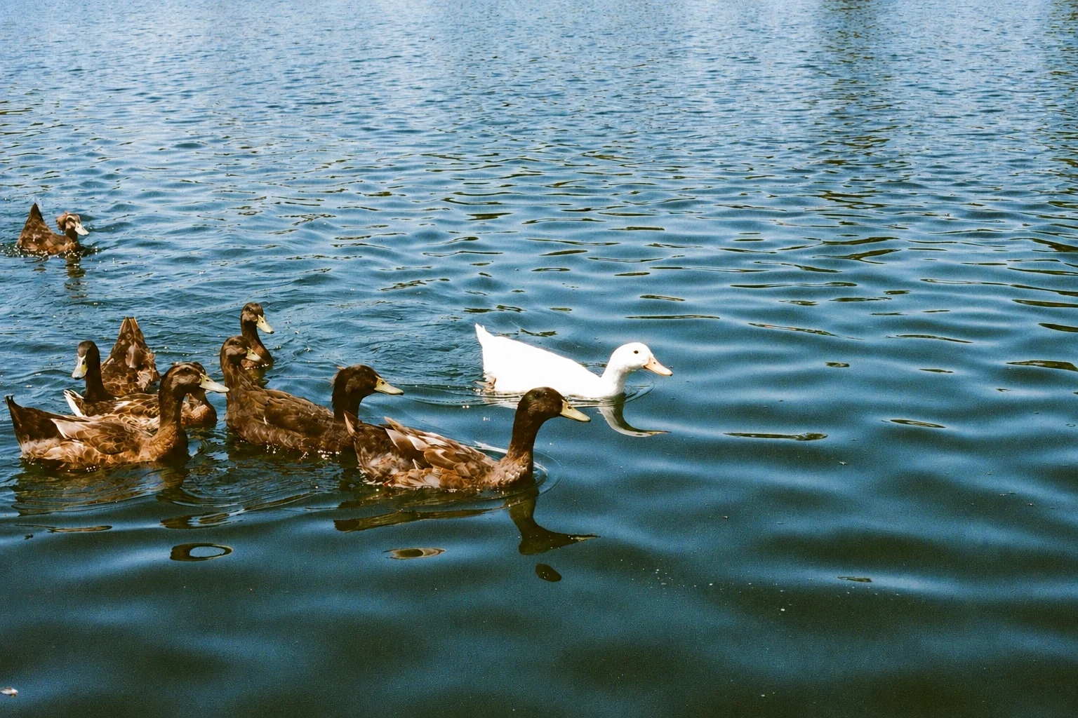 A gathering of ducks on blue water